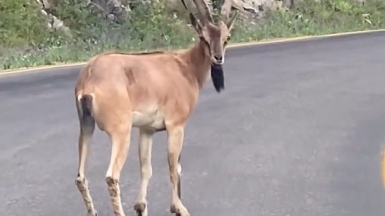 Giresun’da yaban keçisi görüntülendi