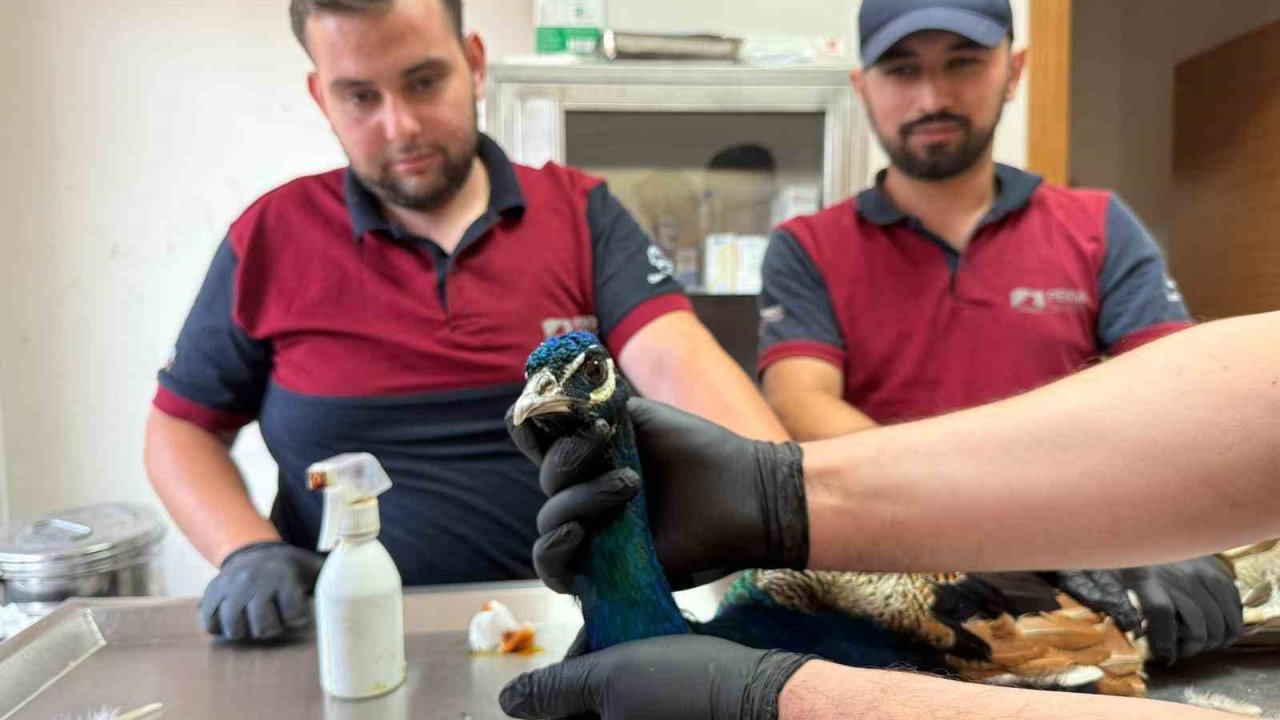 Pendik’te tavus kuşu ve atmaca kurtarma operasyonu: Doğaya kavuşacaklar