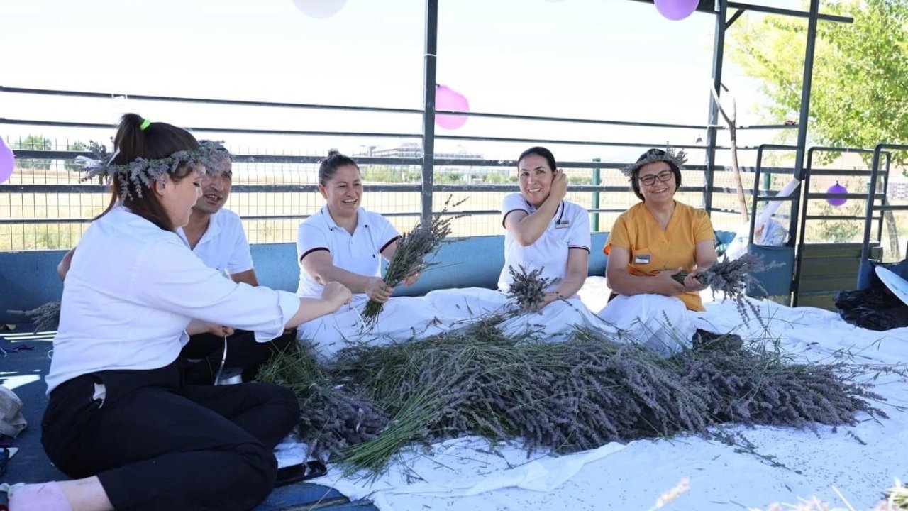 Lavanta ve kekik hasadı renkli görüntülere sahne oldu