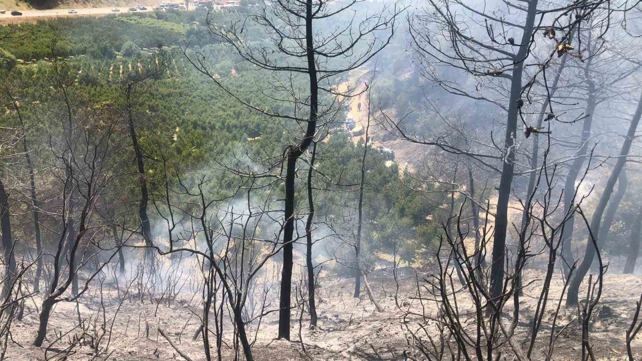 Bilecik’te orman yangını ekipler tarafından söndürüldü