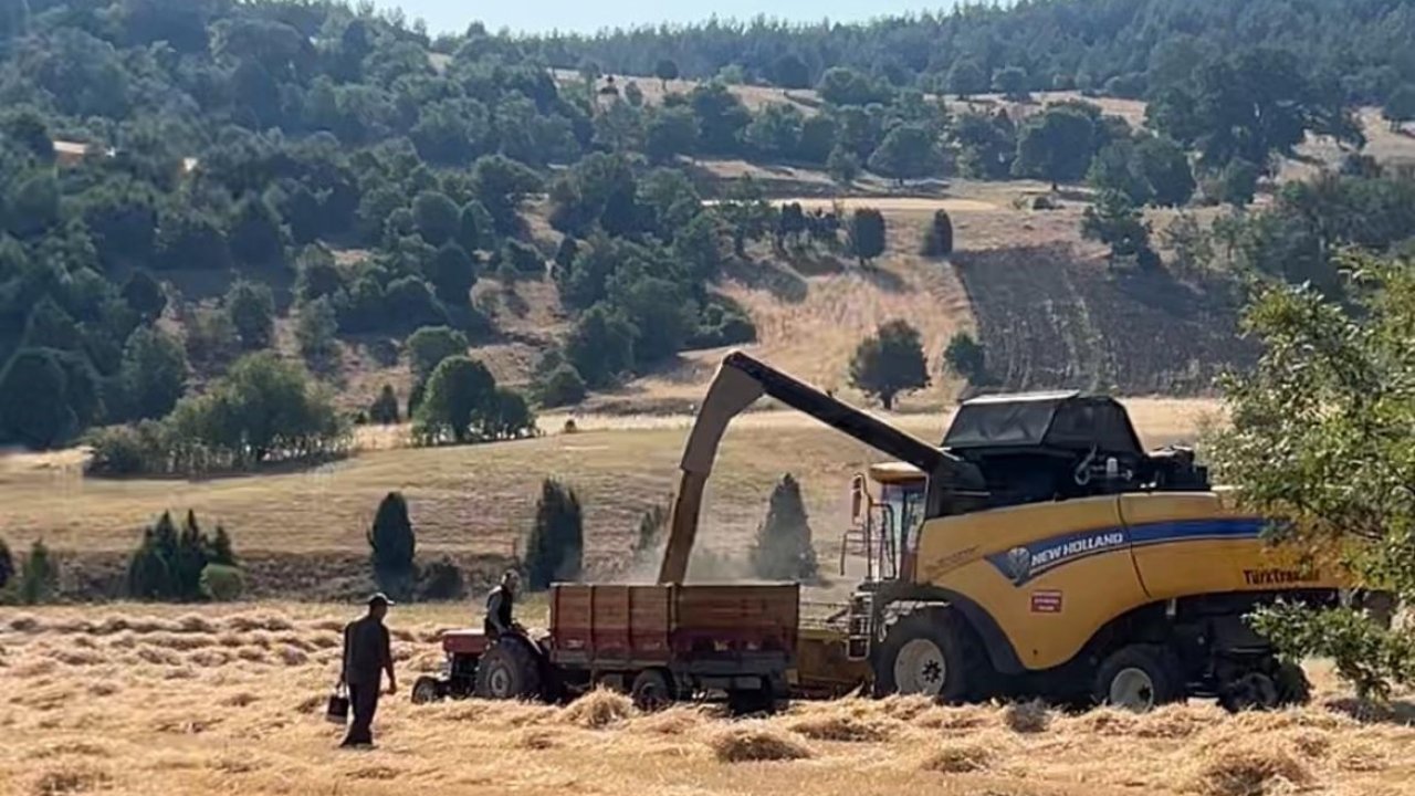 Tavşanlı’da çiftçiler emeklerinin karşılığını almanın heyecanını yaşıyor