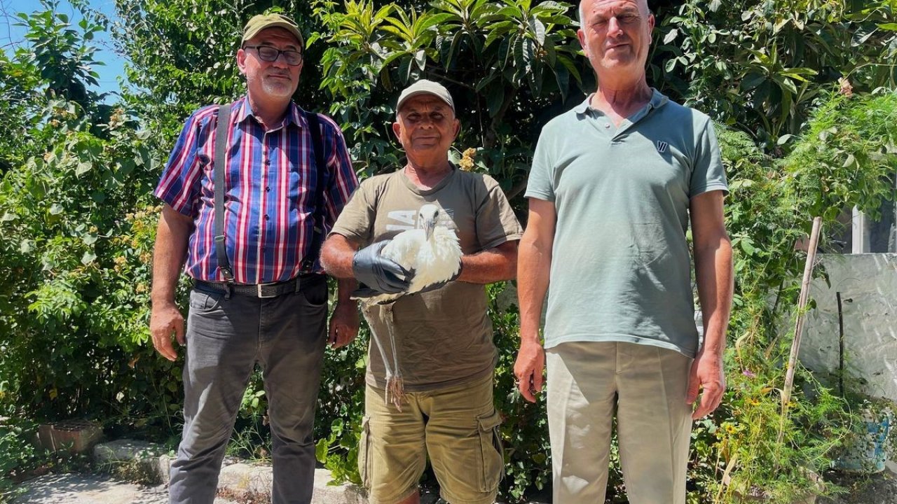 Yavru leyleği kurtarıp, deniz kaplumbağası yumurtalarını koruma altına aldılar