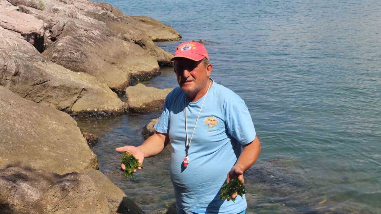 Japonların peşine düştüğü şifalı yosun Giresun’da