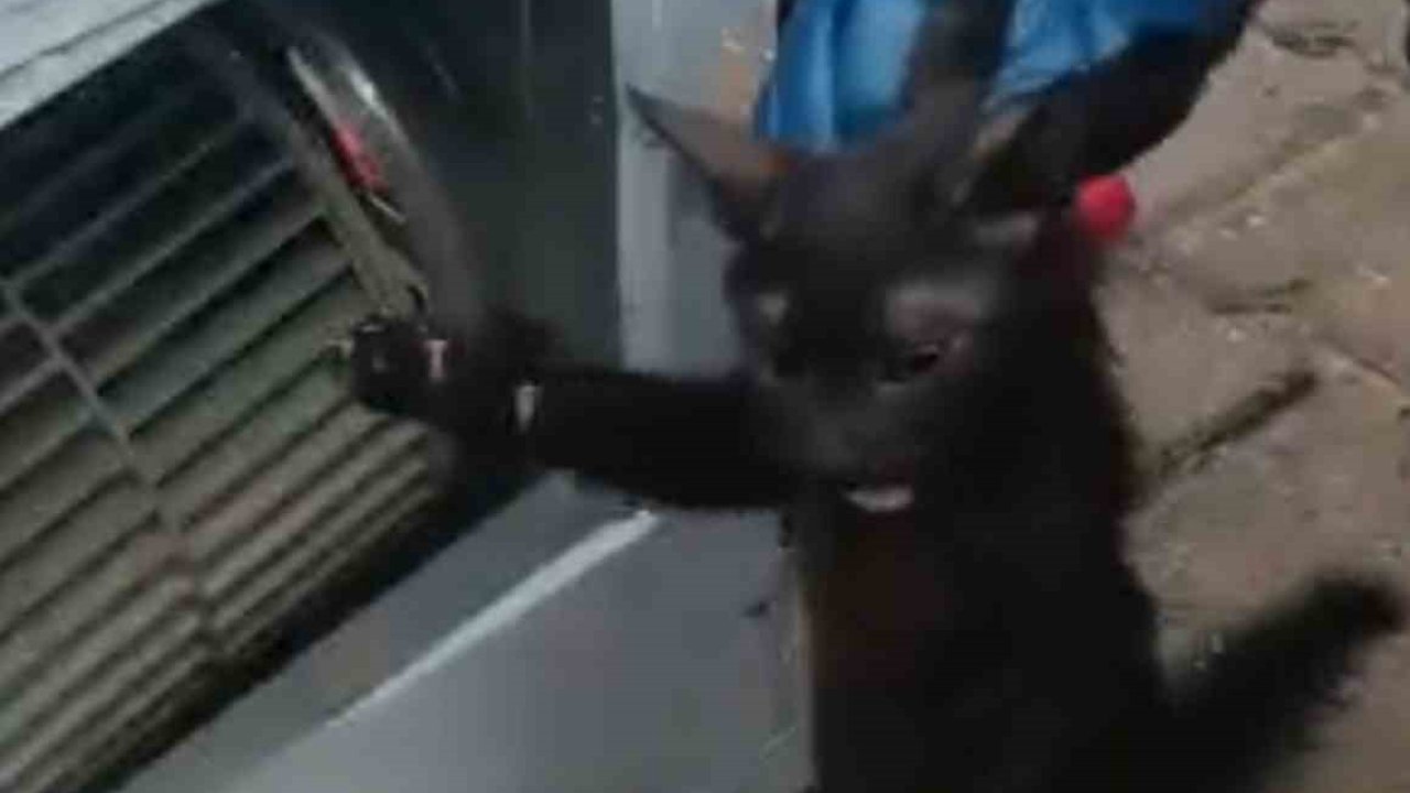 Klimanın motoruna sıkışan kedi için ekipler seferber oldu