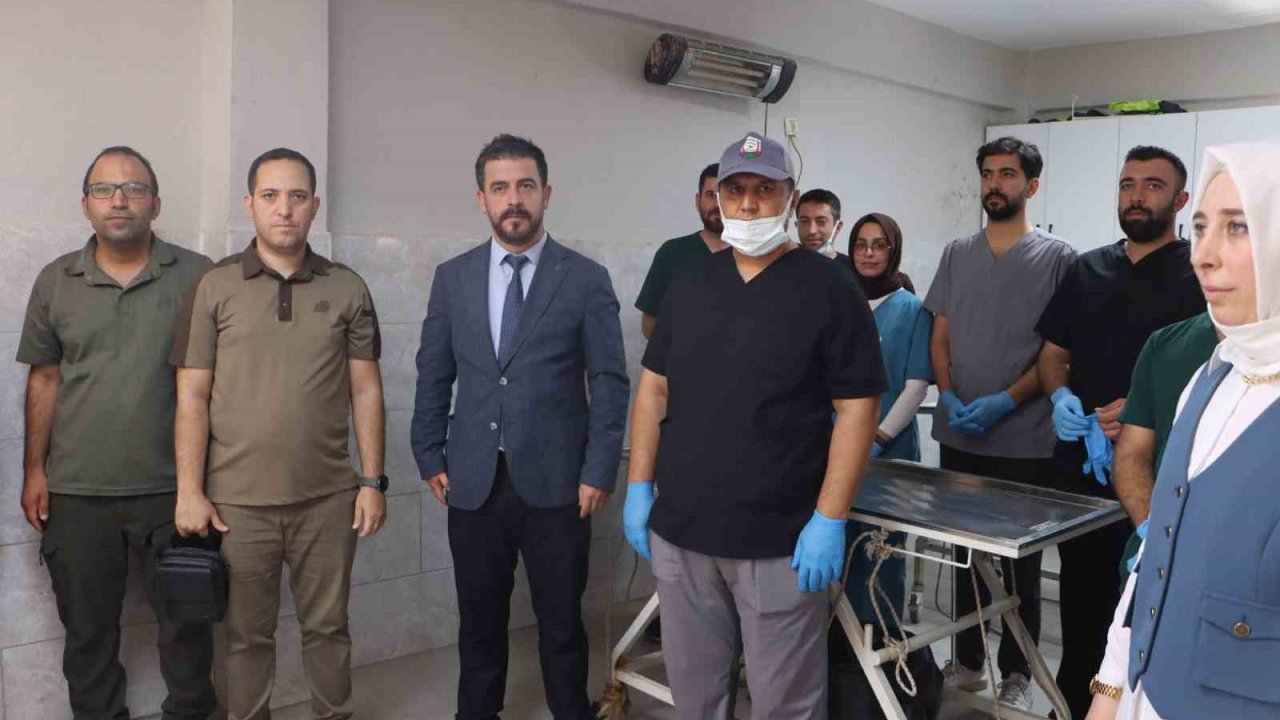 Şanlıurfa’da sokak hayvanları için doğal yaşam alanı ve kısırlaştırma seferberliği başlıyor