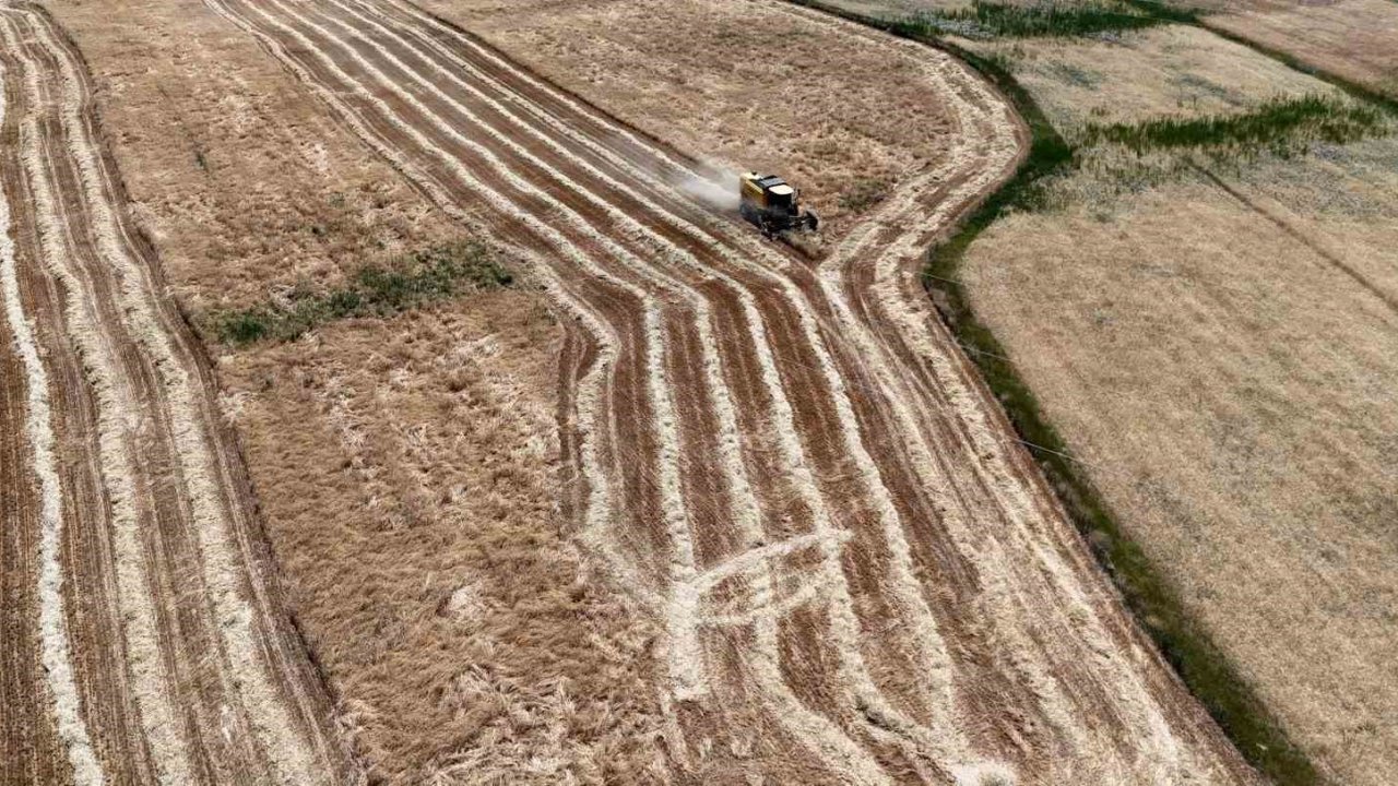 Erzincan’da hasat başladı, çiftçinin yüzü güldü