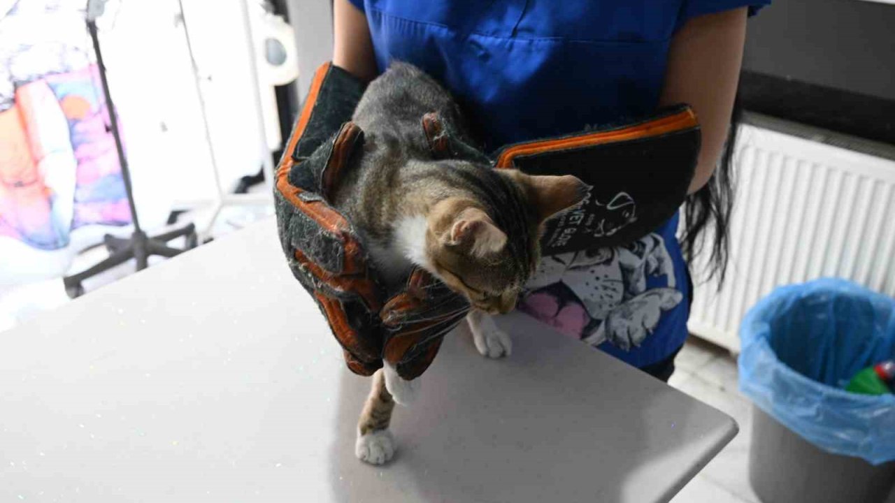 Yangında zarar gören hayvanlara ilk yardım nasıl yapılmalı