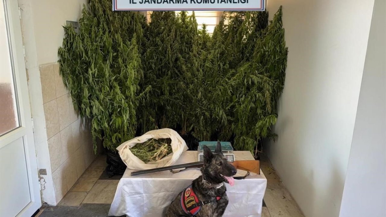 Balıkesir’de jandarmadan 9 ilçede uyuşturucu operasyonu: 15 gözaltı