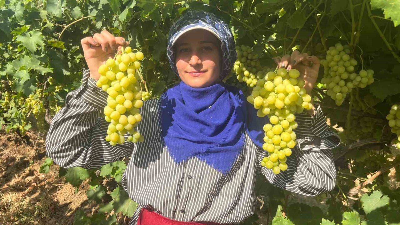 Buldan’ın meşhur üzümü Avrupa ve Arap ülkelerinden talep alıyor