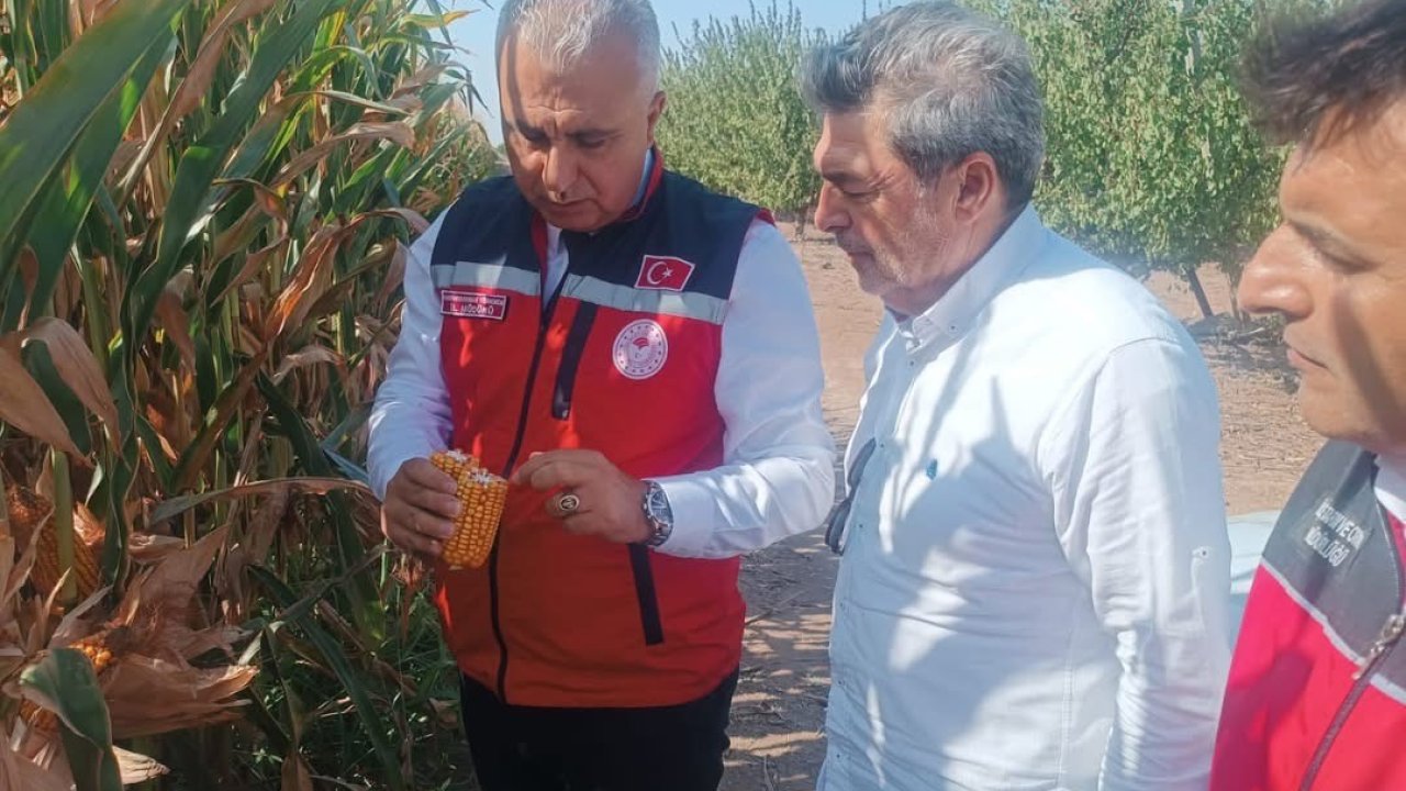 Hatay’da mısır tarlaları incelendi