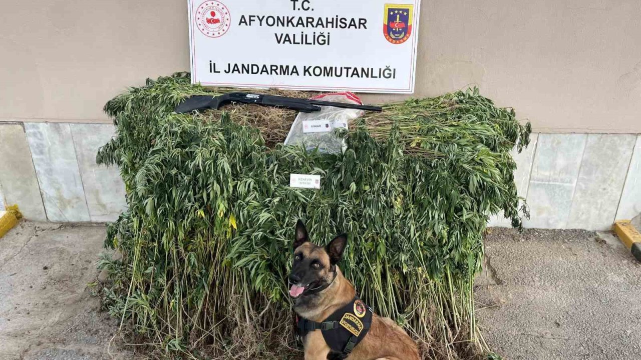 Jandarmadan uyuşturucu operasyonu: 2 gözaltı