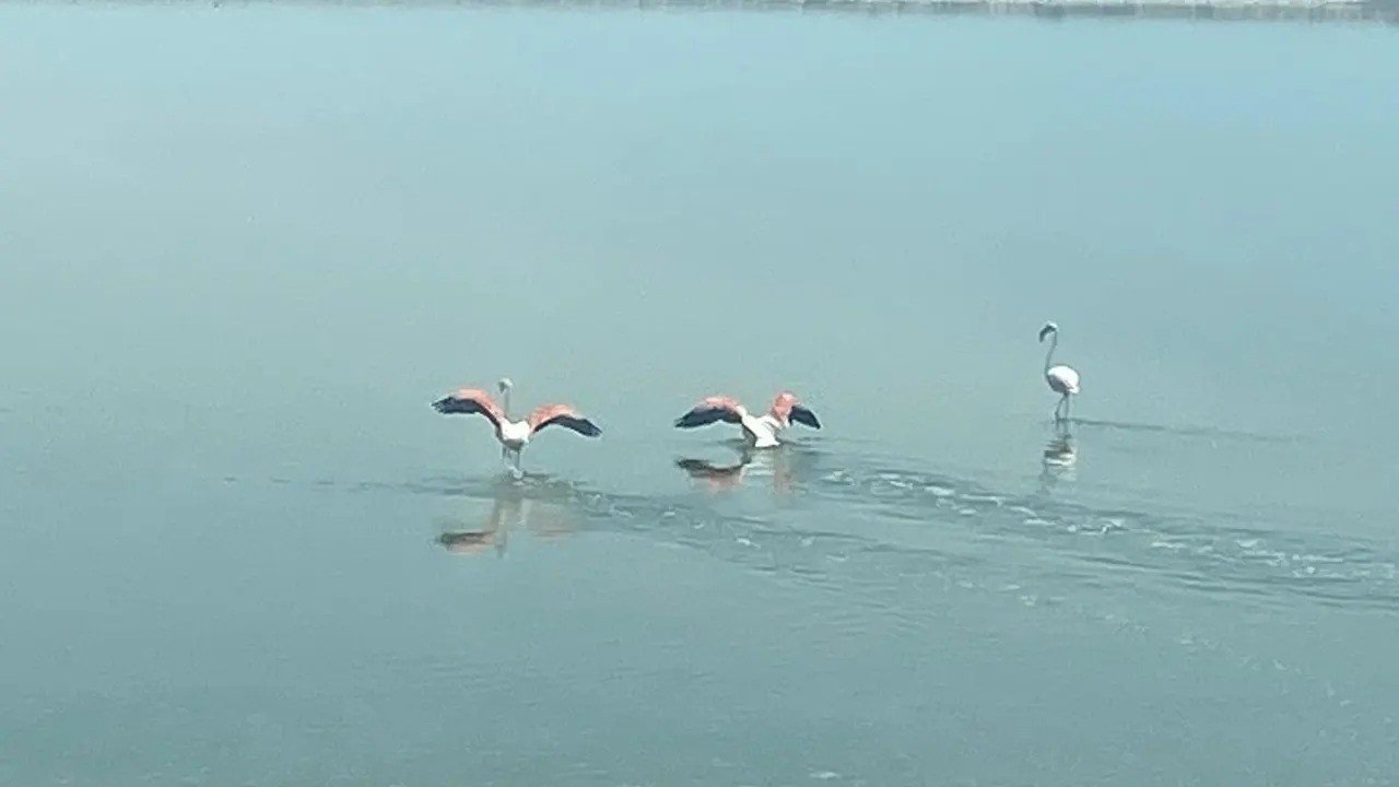 Flamingoların zorlu göçü tamamlandı