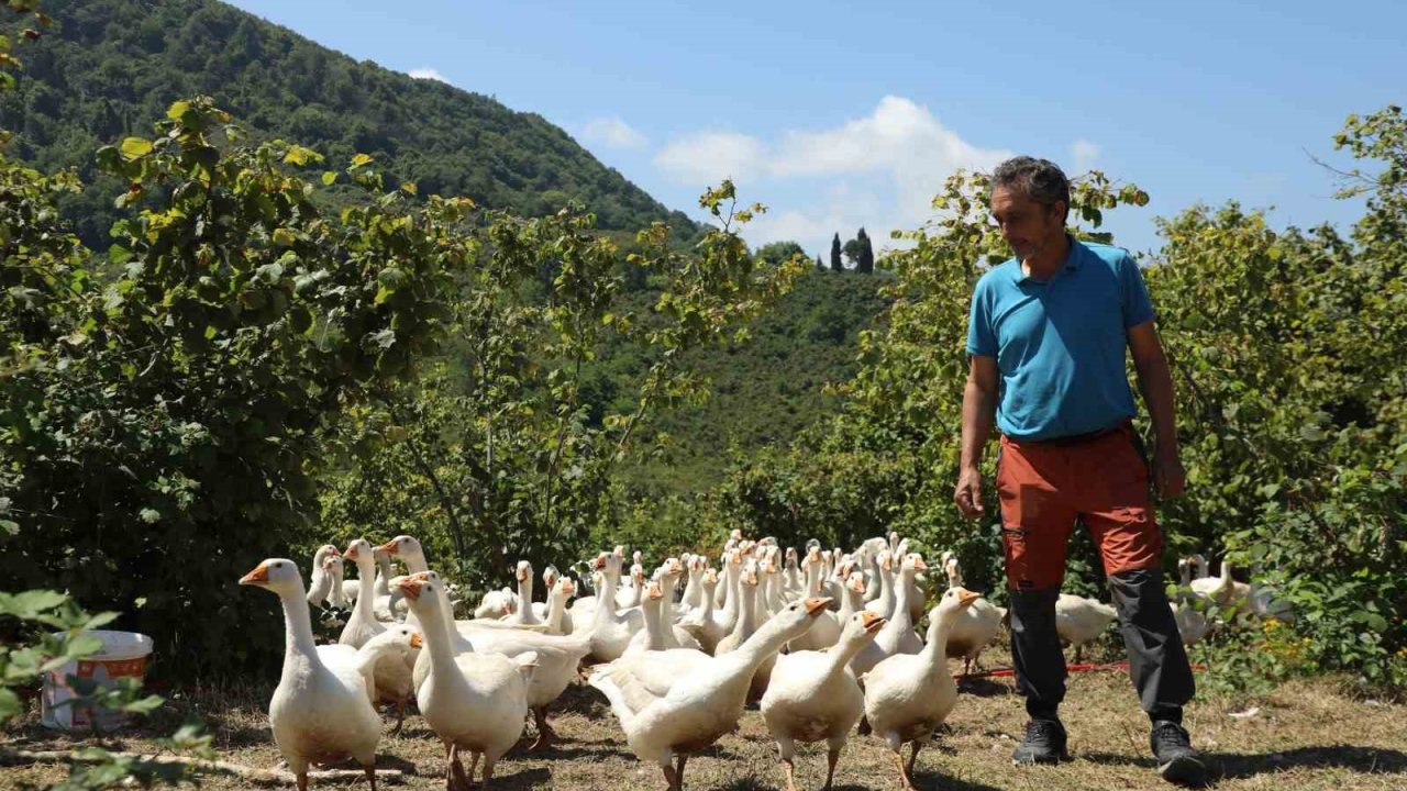 Ordu’da ‘alım garantili’ kaz yetiştiriciliği yaygınlaşıyor