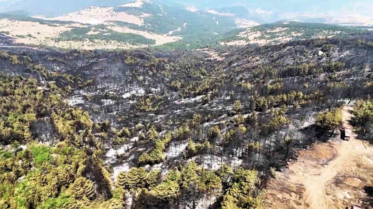 Karabük’te orman yangınının ardından yürek burkan manzara