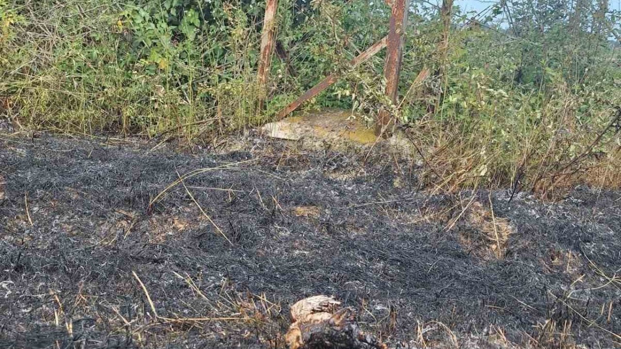 Sinop’ta yüksek gerilim hattına konan kuş yangına neden oldu