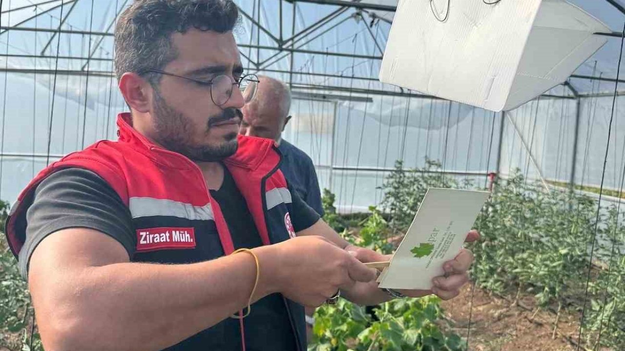 Aydıntepe’de Akdeniz meyve sineğine karşı mücadele başlatıldı