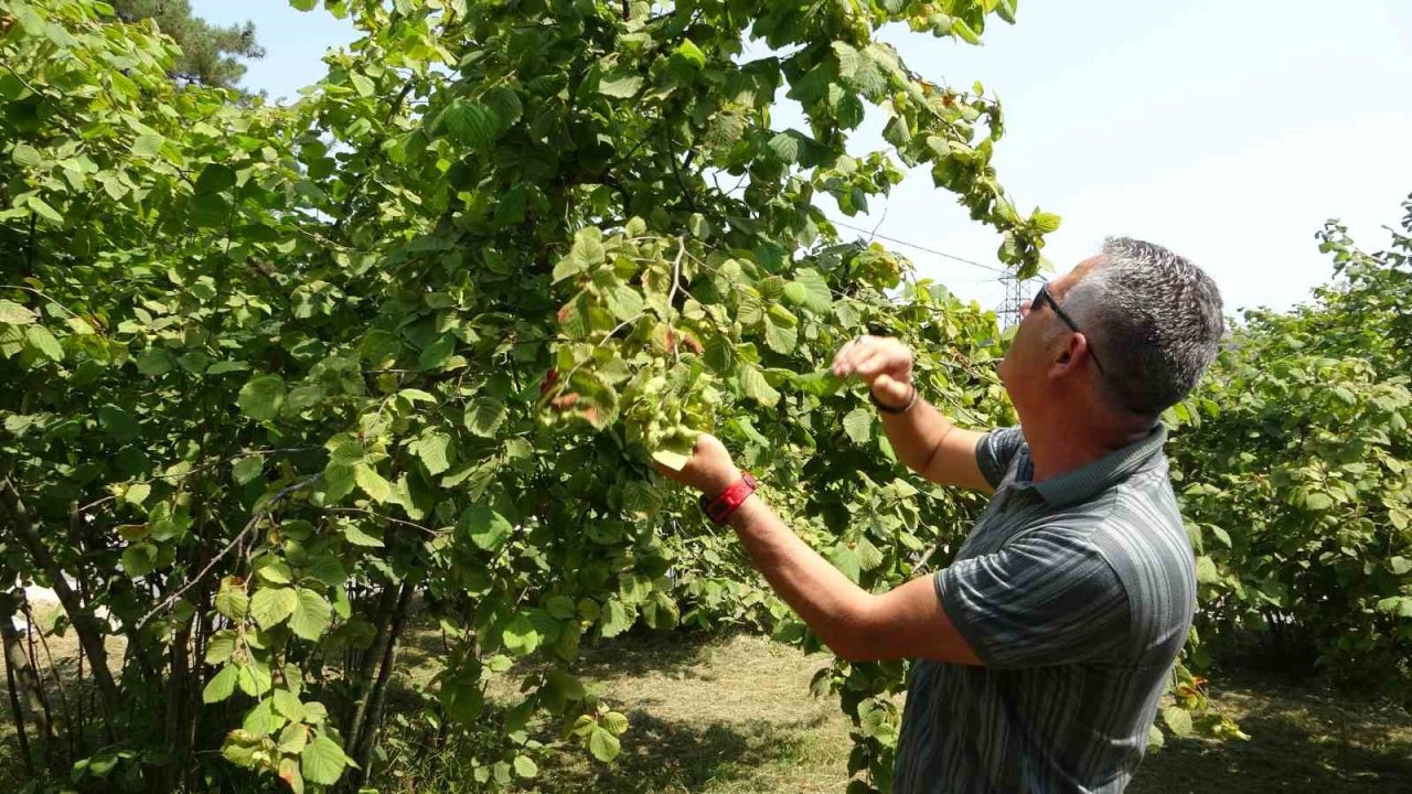 Fındıkta erken hasat uyarısı