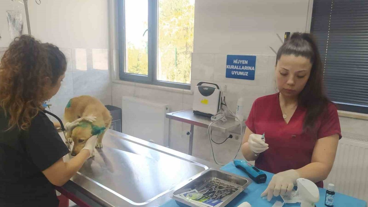 Orman yangınlarından etkilenen hayvanlara belediye şefkati