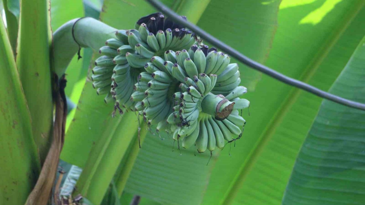 Rizeli’nin muz inadı