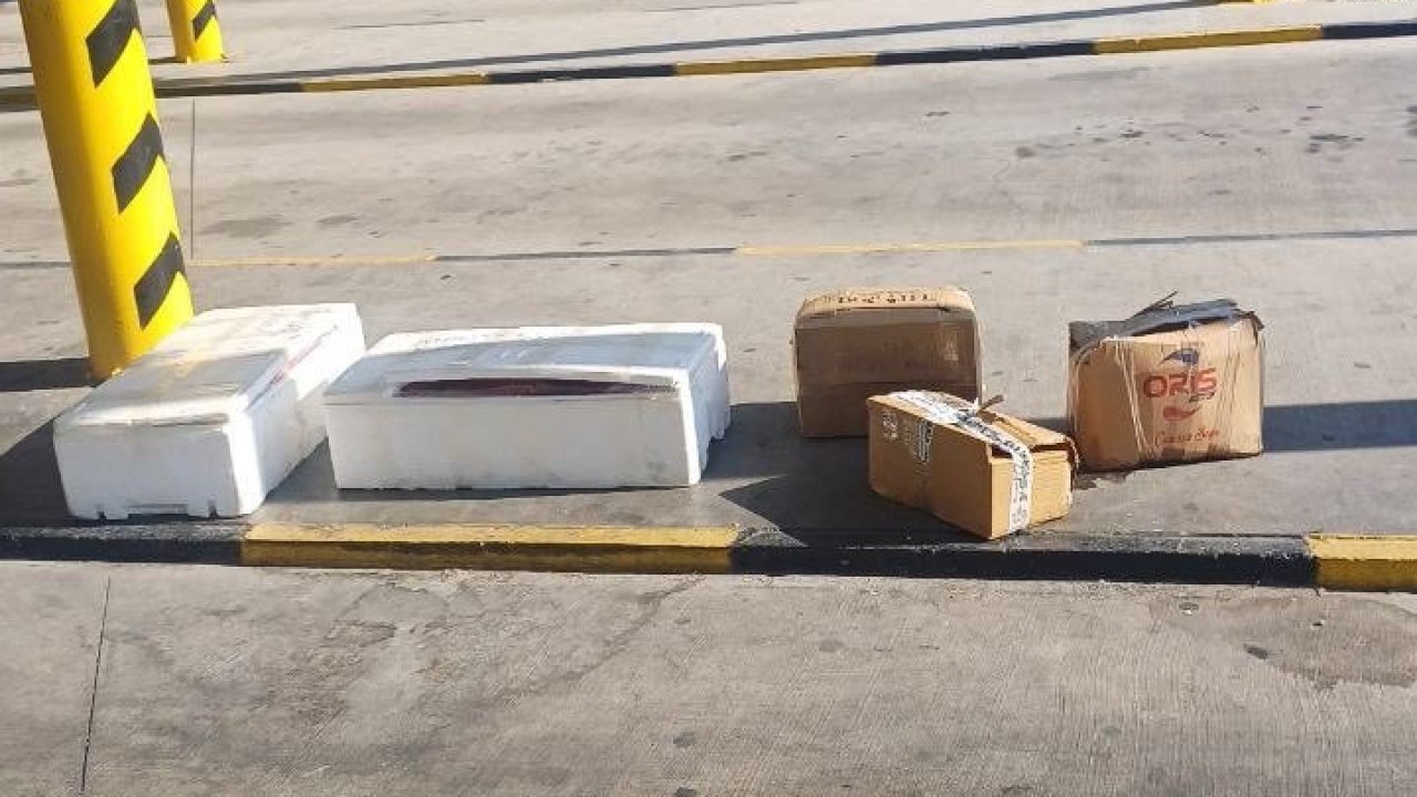 Muğla otobüs terminalinde sahipsiz midyelere el konuldu