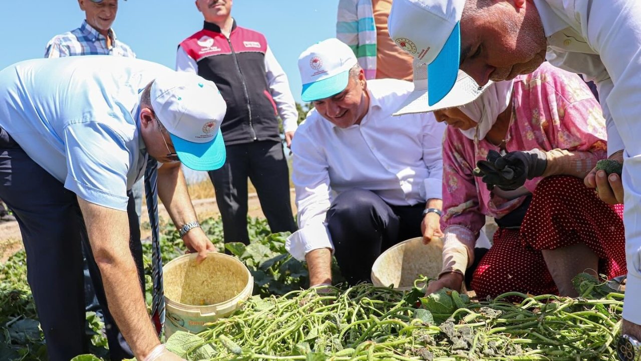 Sındırgı’da Vali İsmail Ustaoğlu kornişon hasadına katıldı