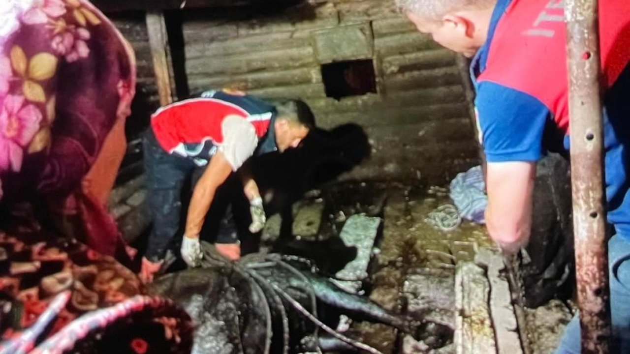 Türkeli’de ahır çöktü, büyükbaş hayvan kurtarıldı