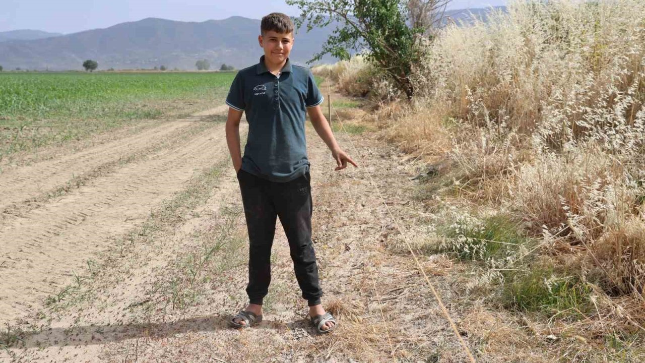 Ege’de domuz sorunu artarak devam ediyor