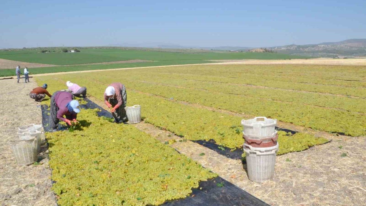 Erkenci üzümde hem hasat hem kurutma başladı