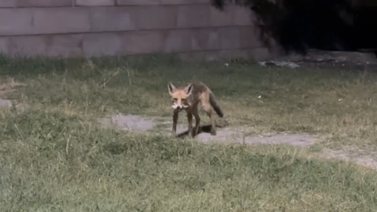 Tilkilere ziyafet, doğaya ihanet: Ekşisu’da duyarsızlık kamerada