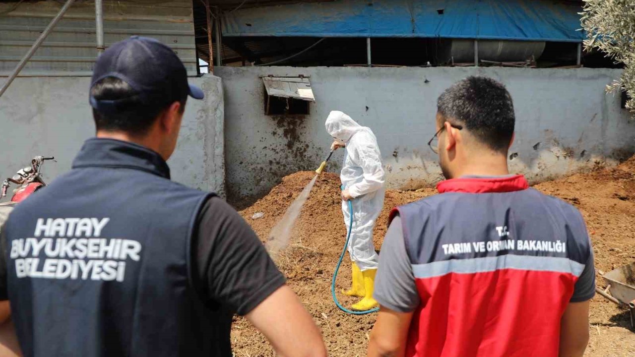 Hatay’da Akdeniz meyve sineğiyle mücadele sürüyor