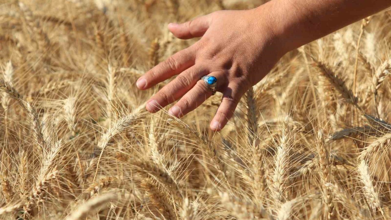 Küresel hububat üretiminde tüm zamanların en yüksek seviyesi bekleniyor