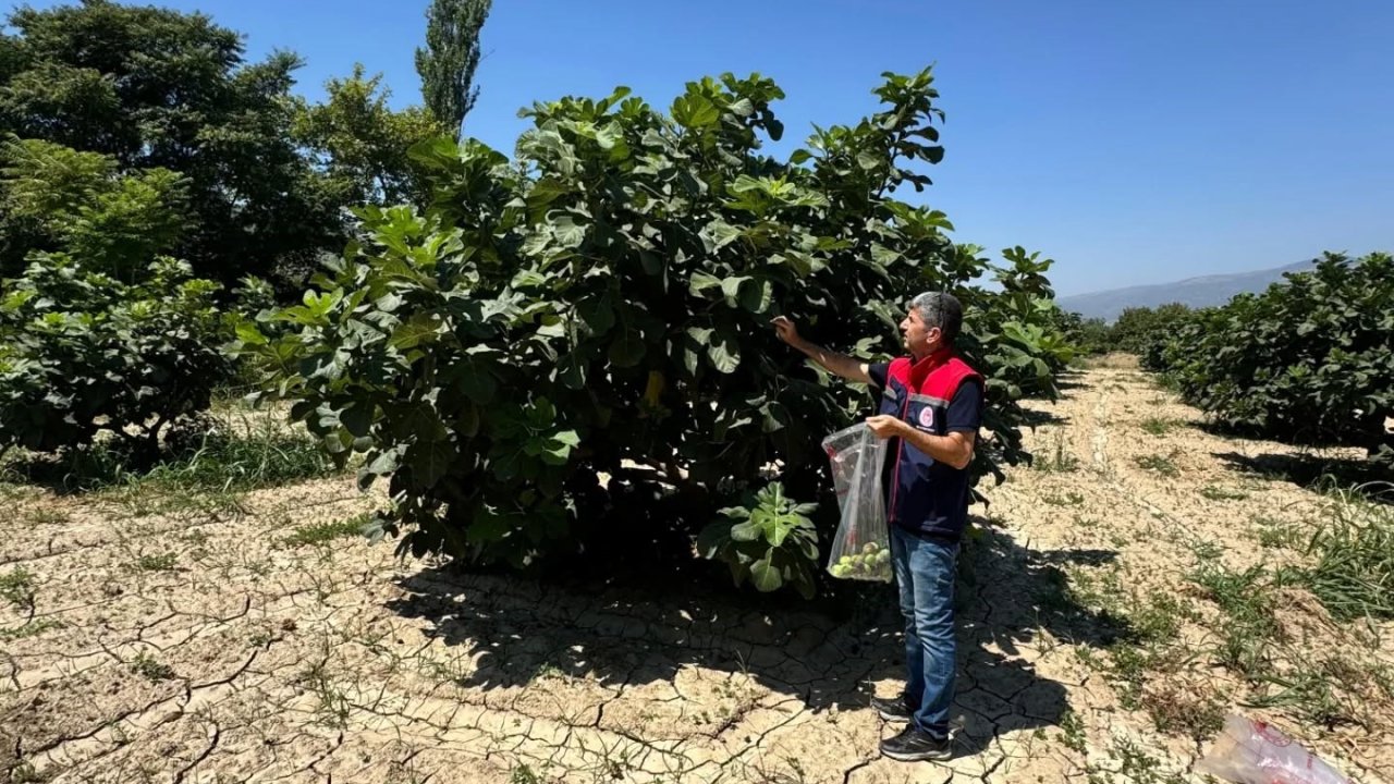 Buharkent’te incirlerde pestisit analizi devam ediyor
