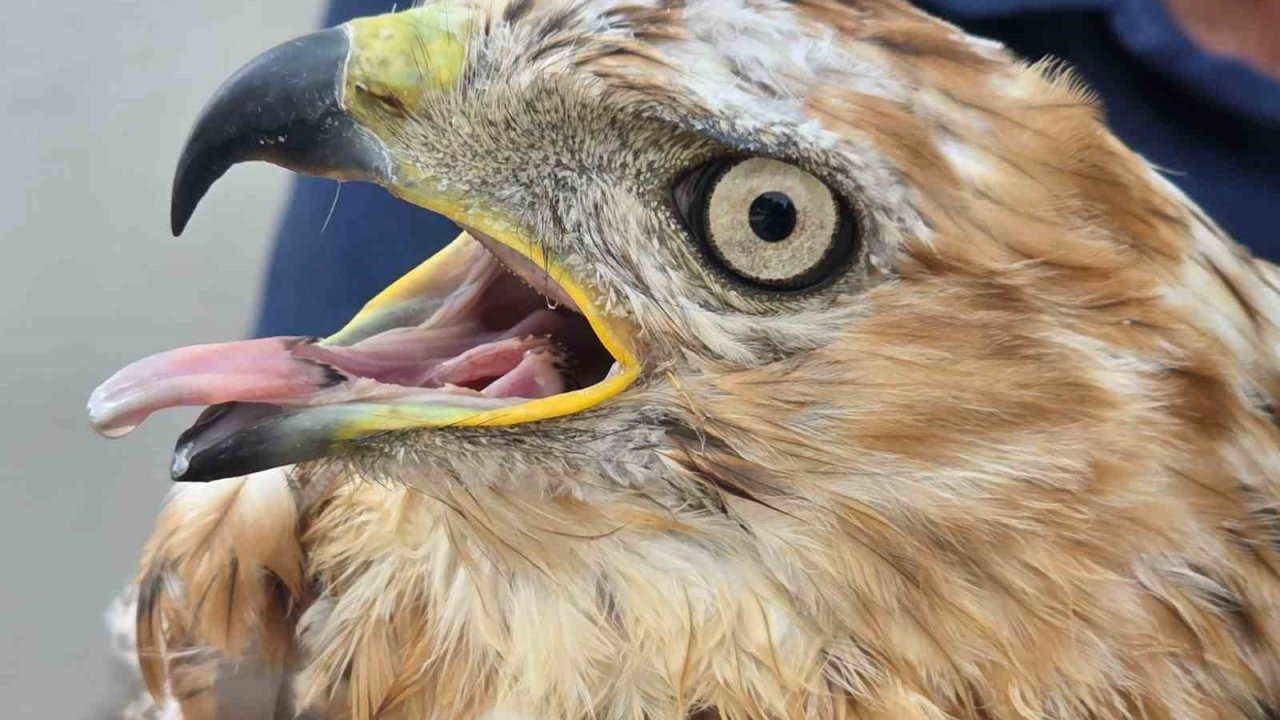 Aksaray’da yaralı kızıl şahin bulundu