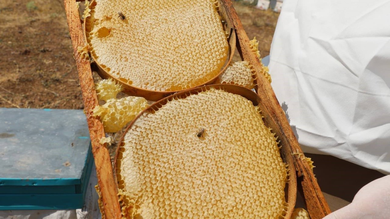 NÖHÜ’nün arı kovanlarından 2 ton bal elde edildi