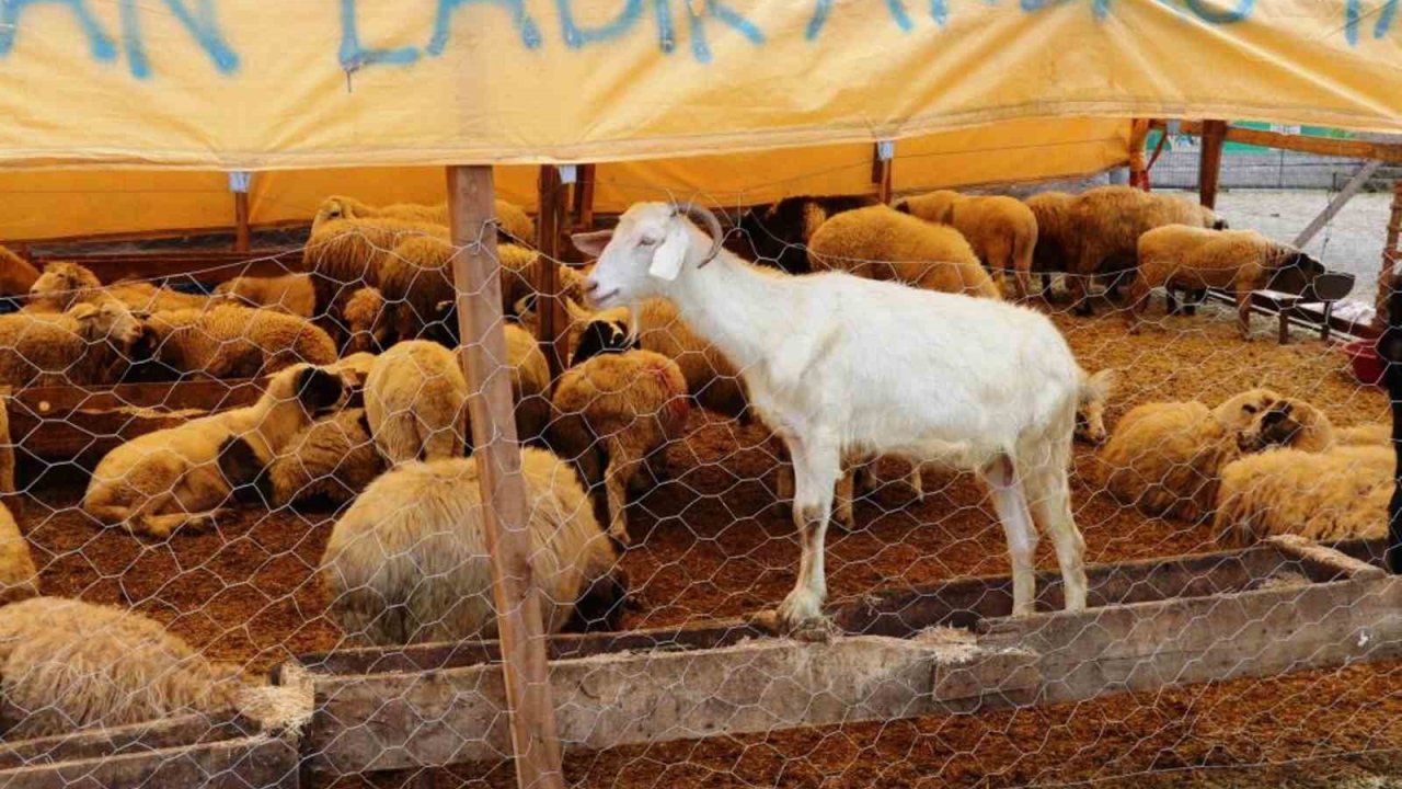 Samsun’da 492 bin ton hayvansal üretim planlanıyor