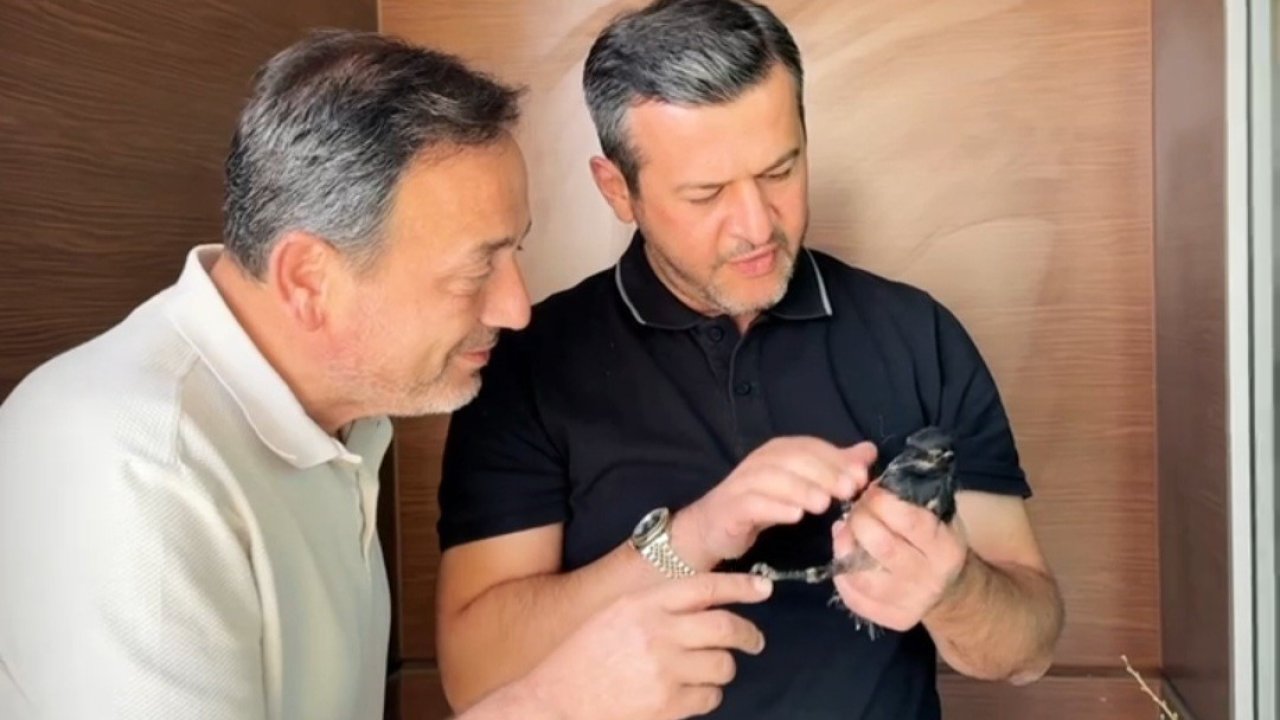 Yangından yaralı kurtarılan saksağana belediye başkanı makamında bakıyor