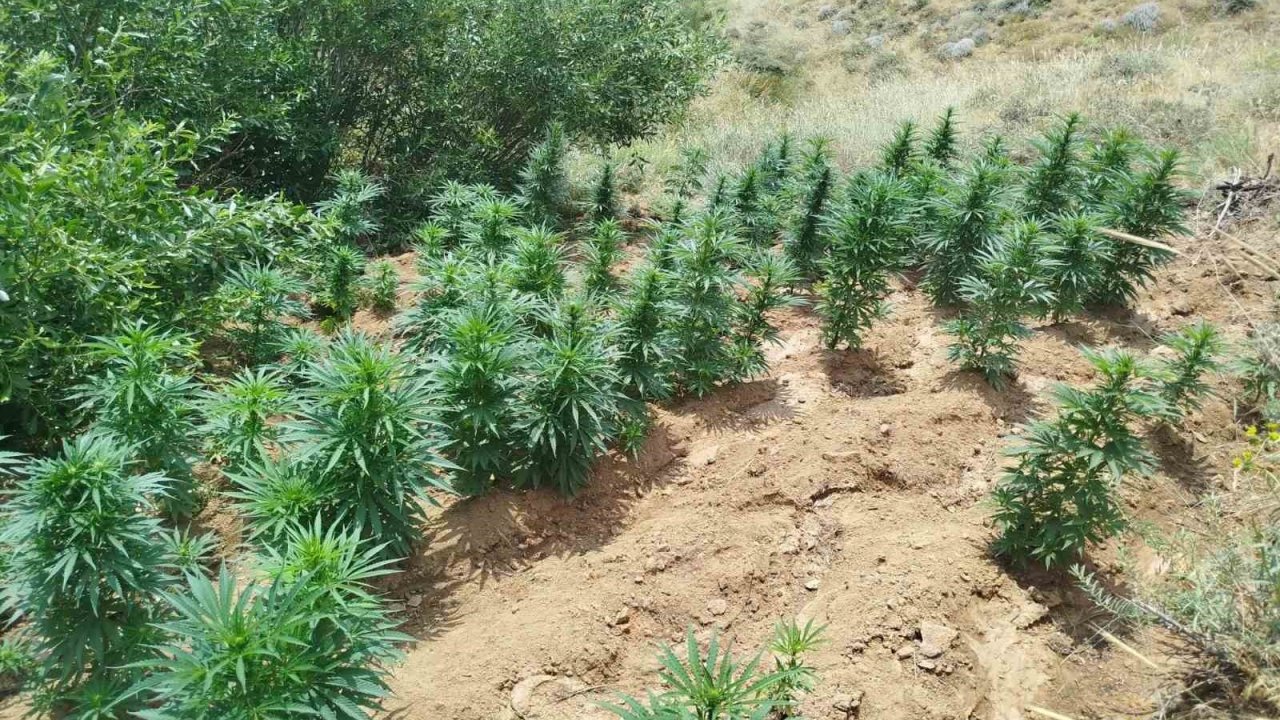 Bingöl’de uyuşturucu operasyonu: 2 bin 365 kök kenevir ele geçirildi