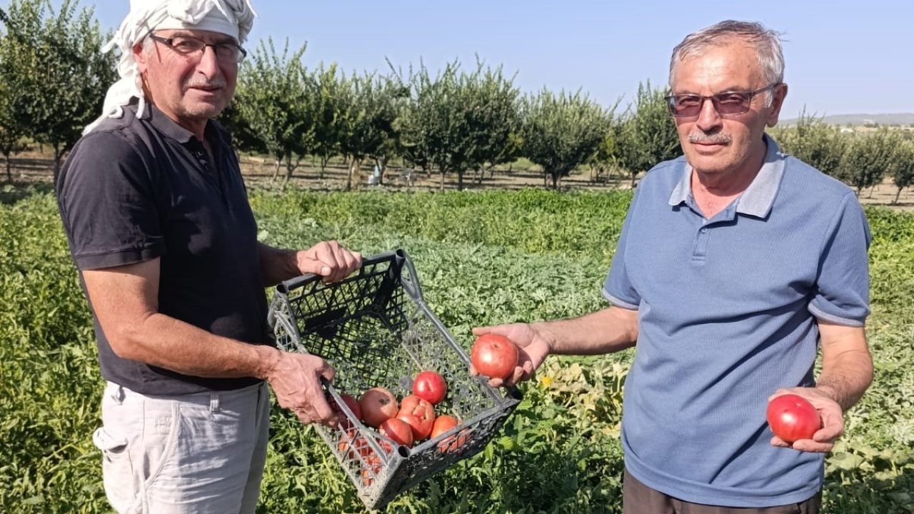 Gördes’te ata tohumlu domateslere yoğun ilgi