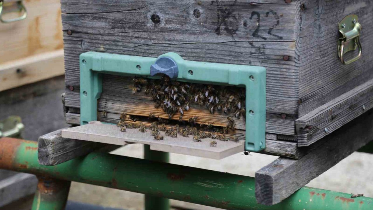 Kafkas arısının gen merkezinde bal hasadı gerçekleşti