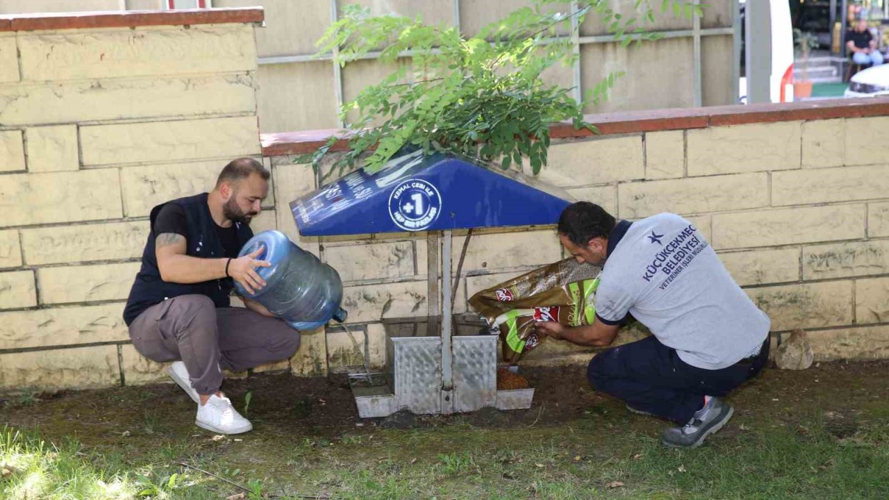 Yazın sıcak günlerinde Küçükçekmece Belediyesi’nden sokak hayvanlarına can suyu çağrısı
