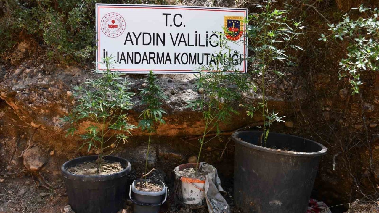 Kenevir yetiştiren şüpheliye eş zamanlı baskın