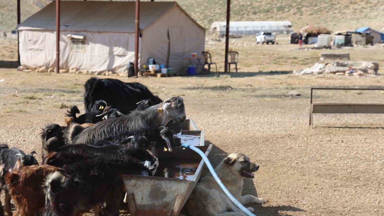 Kahramanmaraş’ta konargöçerler Ahır Dağı zirvesindeki yerlerini aldı