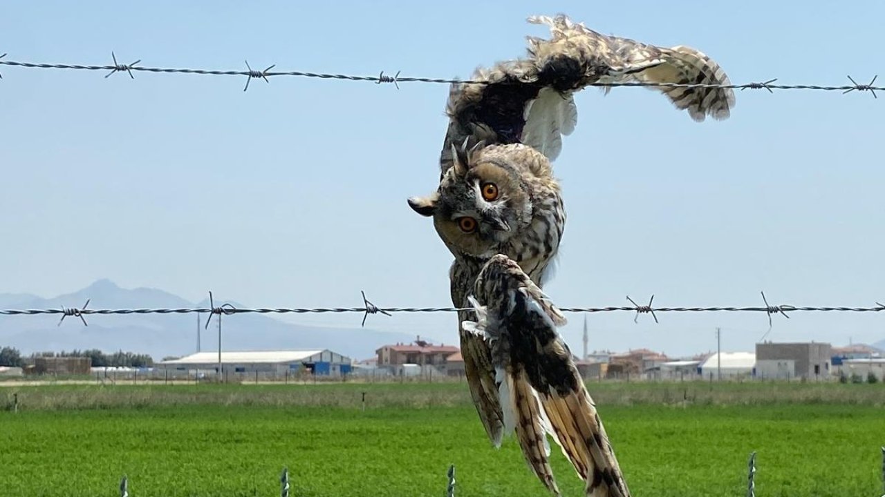 Karapınar’da tellerde yaralanan kulaklı orman baykuşu kurtarıldı
