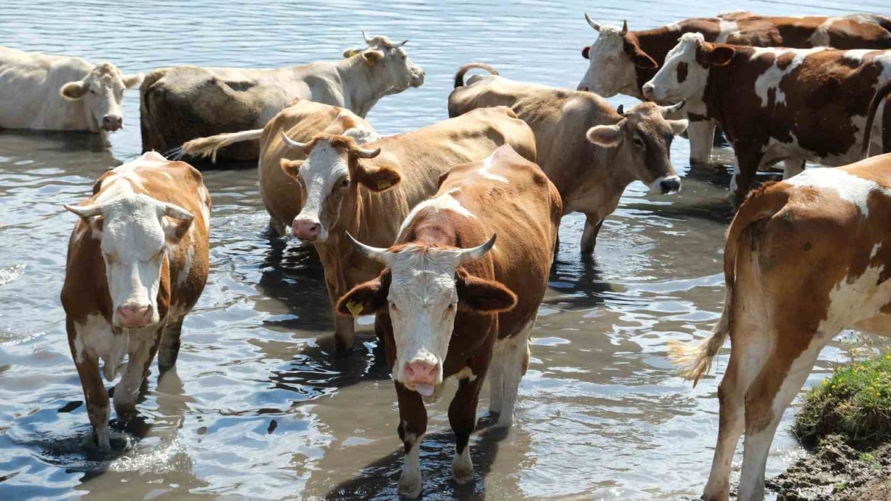 Erzincan’da bu kez mandalar değil, inekler serinledi