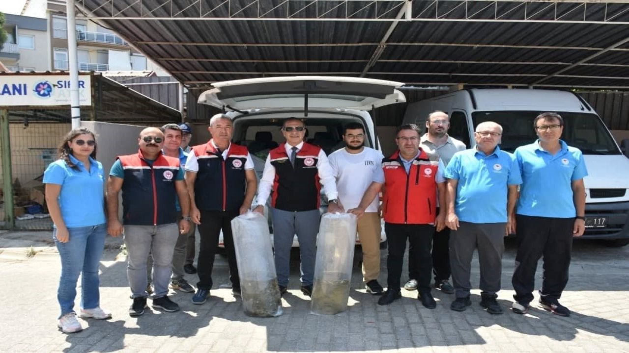 Aydın’da 153 bin sazan yavrusu doğayla buluştu