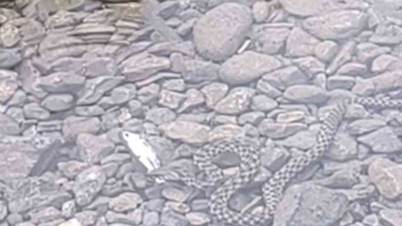 Osmaniye’de yılanın balık avı kamerada