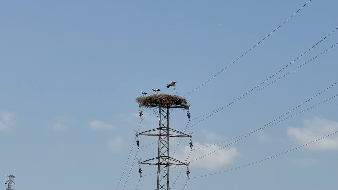 Karabük’te leylek sürüsü ve yuvaları dronla görüntülendi