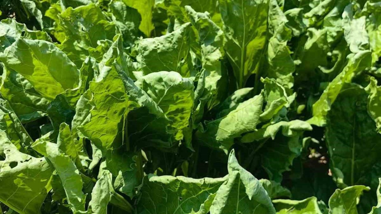 Karapınar’da şeker pancarında yaprak kıvırcıklığı tespit edildi