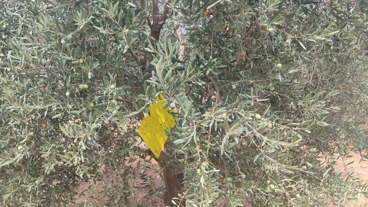 Manisa’da zeytin sineğine karşı ilaçlama çağrısı