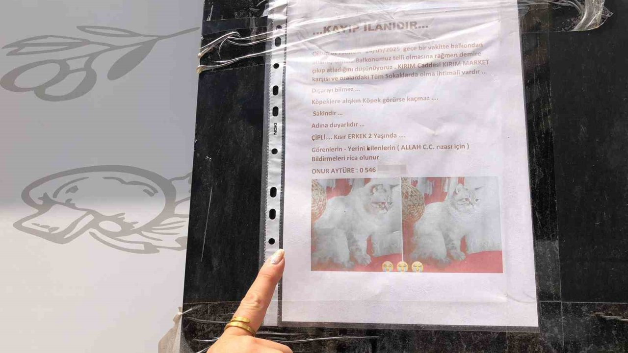 Sokak sokak kaybolan kedisini ararken duyarsız vatandaşların tavrına üzüldü